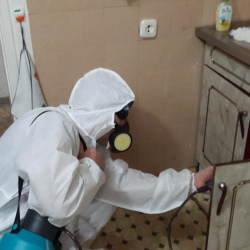 Дезинфекция от муравьев в квартире в Ефимовском